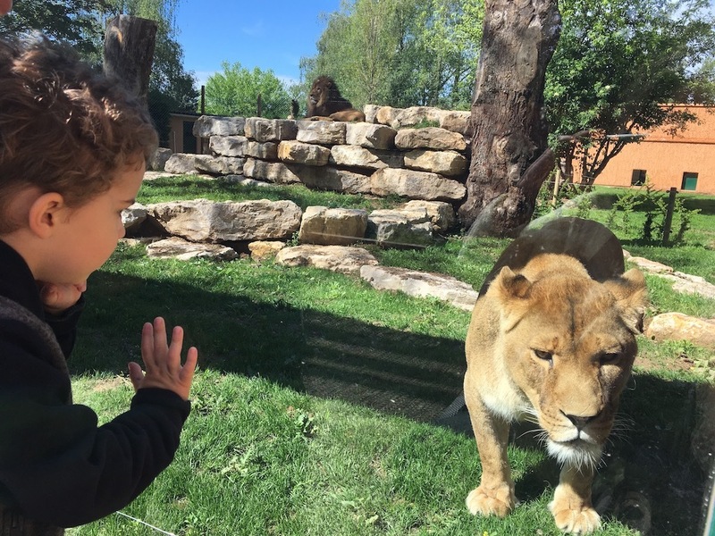 zoo de fitilieu lionne finlandain